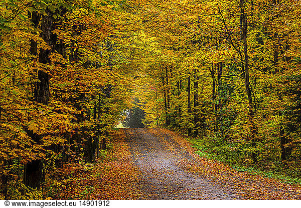 Kräftig gefärbtes Herbstlaub entlang einer Landstraße; Fulford  Quebec  Kanada