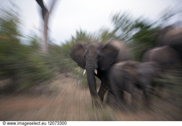 Krüger-Nationalpark. Alter Afrikanischer Elefant (Loxodonta africana). Südafrika.