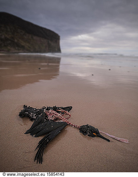 Krähenscharbe (Phalacrocorax aristotelis) Kormorankadaver am Strand der Rackwick Bay  Hoy  Orkney  Schottland  angespült