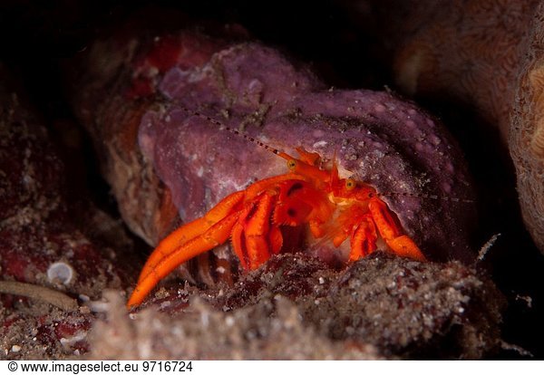 Krabbe Krebs Krebse Indonesien