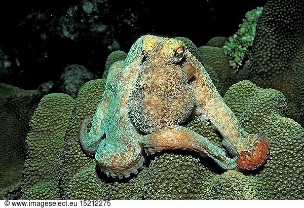 Krake  Oktopus  Octopus vulgaris  Britische Jungferninseln
