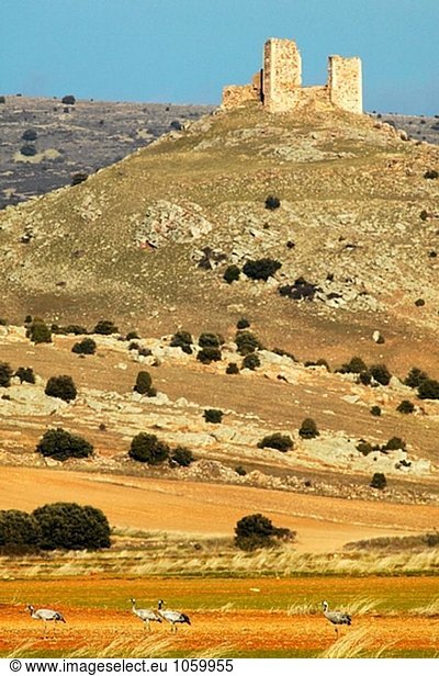 Krane in Laguna de Gallocanta Bereich. Provinz Saragossa  Spanien