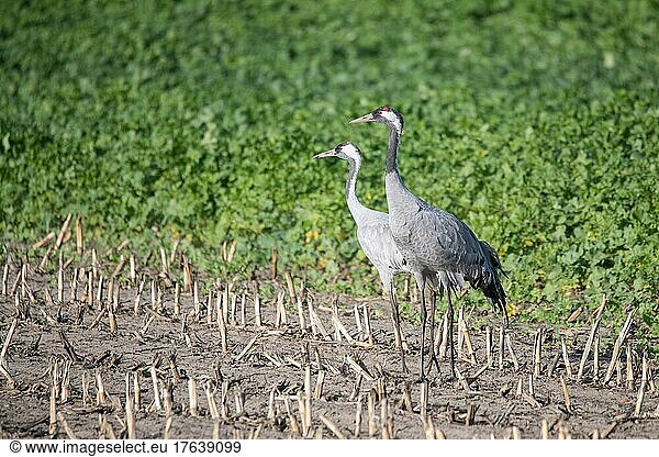 Kranich (Grus grus)  zwei Tiere stehen auf einem abgeernteten Feld auf der Suche nach Nahrung  Niedersachsen