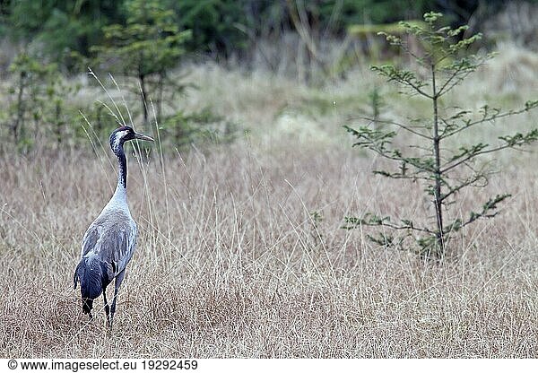 Kranich  in der Regel besteht das Gelege aus 2 Eiern (Eurasischer Kranich) (Foto Kranich Altvogel im Brutrevier)  Common Crane  the female usually lays 2 eggs (Eurasian Crane) (Photo Common Crane adult bird in his breeding range) (Grus grus)