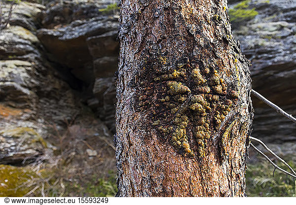 Kranke Rinde mit Saft auf einem Baumstamm; Alaska,  Vereinigte Staaten von Amerika