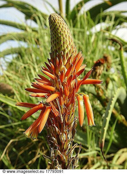 Krans Aloe  Baum Aloe