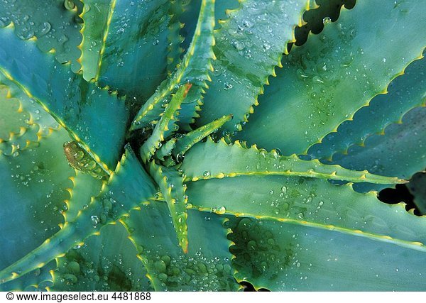 Krantz Aloe - Aloe arborescens -