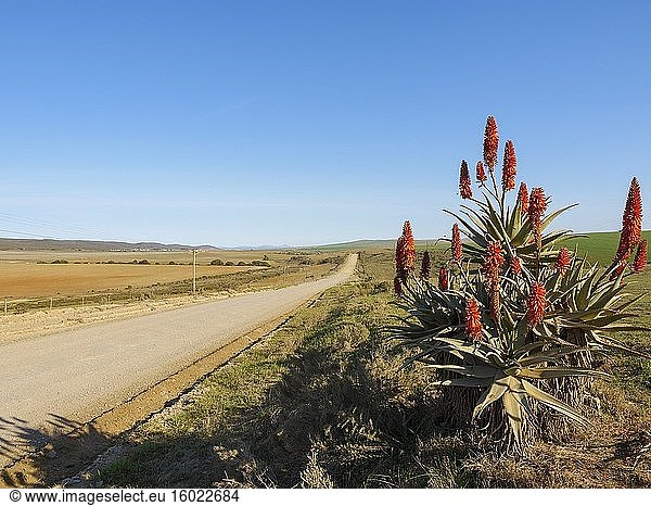 Kranz-Aloe (Aloe arborescens) und ländliche Szene in der Nähe. Malgas (Malagas). Westkap. Süd Afrika.