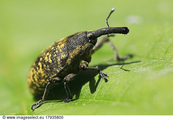Kratzdistelrüssler (Larinus turbinatus)  Käfer mit lustig langer Nase  auf Blatt  Makro  Isental  Bayern  Deutschland  Europa
