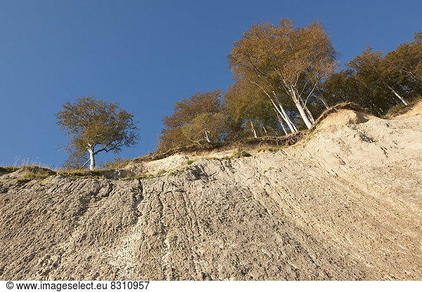 Kreidefelsen und Rotbuchenwald im Herbst