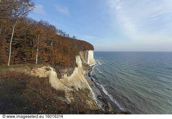 Kreideküste mit herbstlichem Laubwald  Rügen  Ostsee  Deutschland  Europa