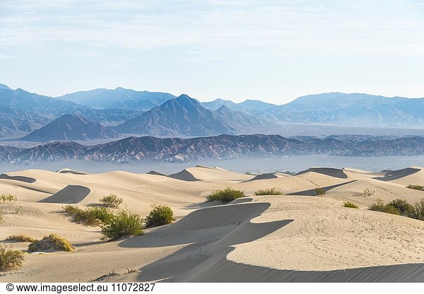 Kreosotbüsche (Larrea tridentata) in den Mesquite Flat Sand Dunes  Sanddünen  hinten Ausläufer der Amargosa-Range Bergkette  Death Valley  Death-Valley-Nationalpark  Kalifornien  USA  Nordamerika