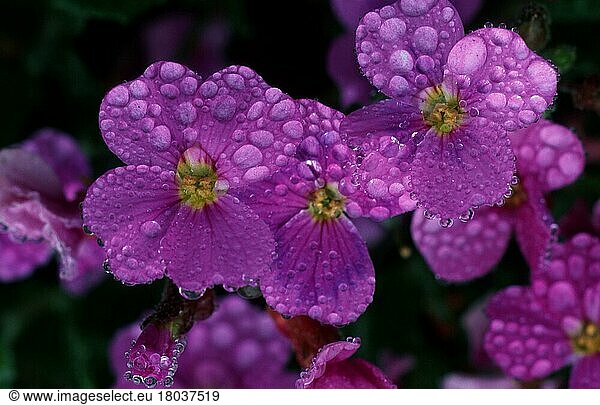 Kresseblüten mit Regentropfen (Aubrieta hybride)  Blaukissen  Blüten mit Regentropfen (Pflanzen) (Blumen) (Gartenpflanze) (Blüte) (Nahaufnahme) (Detail) (violett) (Wassertropfen)