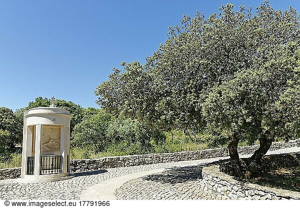 Kreuzweg  Valinhos  Fatima  Olivenbaum (Olea europaea) Portugal