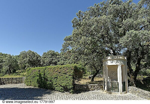 Kreuzweg  Valinhos  Fatima  Olivenbaum (Olea europaea) Portugal
