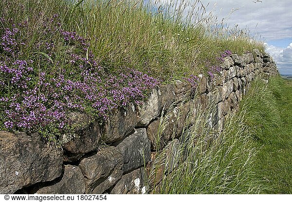 Kriechender Thymian (Thymus praecox) blüht  wächst auf Resten römischer Befestigungsanlagen  Hadrianswall  zwischen Crag Lough und Housesteads via Milecastle 37  Northumberland N. P. Northumberland  England  Juli
