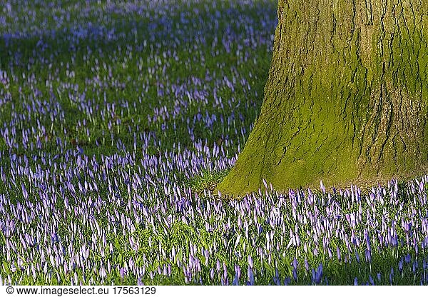 Krokus und Baum im Frühling  Schlosspark Husum  Schleswig Holstein  Deutschland  Europa