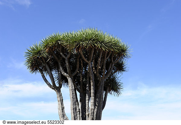 Krone eines kanarischen Drachenbaums (Dracaena draco)  El Tablado  La Palma  Kanaren  Kanarische Inseln  Spanien  Europa  ÖffentlicherGrund