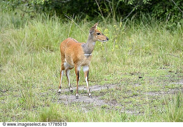 Kronenducker (Sylvicapra grimmia)  Antilopen  Huftiere  Paarhufer  Säugetiere  Tiere  Common Duiker  Akagera National Park  Rwanda