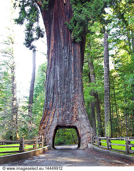 Kronleuchter Drive Thru Redwood Tree