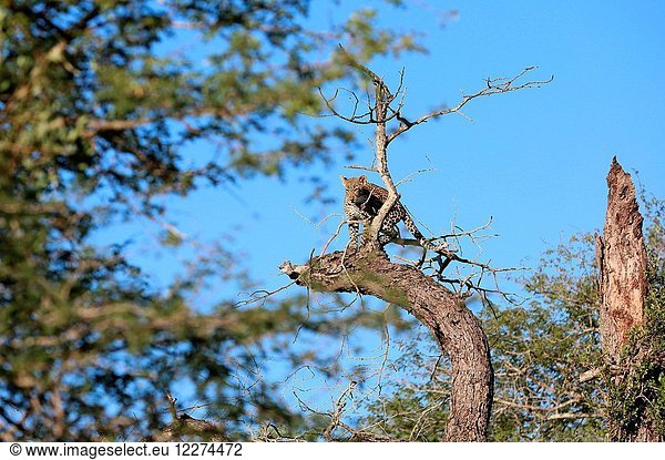 Kruger National Park. Leopard (Panthera pardus) on a branch of a tree. South Africa.