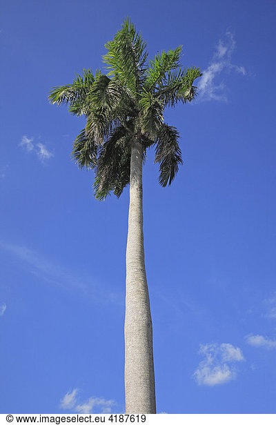 Kubanische Königspalme (Roystonea regia)  Nationalbaum Kubas  Kuba  Karibik