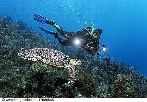 Kubanischer Taucher  Tauchguide mit Unterwasser-Kamera schwimmt über Korallenriff und betrachtet Echte Karettschildkröte (Eretmochelys imbricata)  Nationalpark Jardines de la Reina  Karibisches Meer  Provinz Camagüey und Ciego de Ávila  Republik Kuba  Karibik