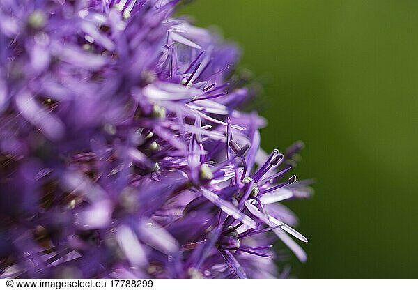 Kugellauch (Allium aflatunense)
