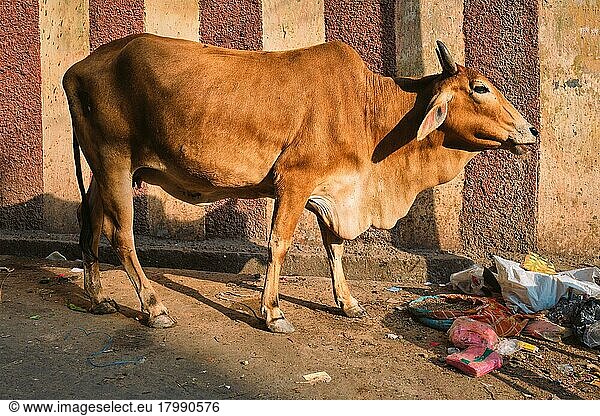 Kuh auf der Straße in Indien. Die Kuh ist in Indien ein heiliges Tier. Jodhpur  Rajasthan  Indien  Asien