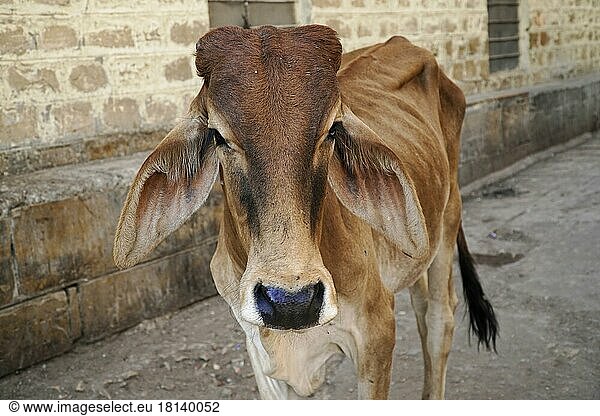 Kuh auf der Straße in Indien. Die Kuh ist in Indien ein heiliges Tier. Jodhpur  Rajasthan  Indien  Asien