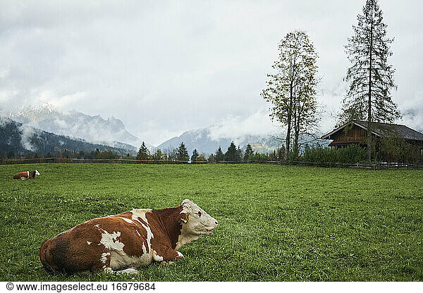 Kuh auf einem Feld in den bayerischen Alpen