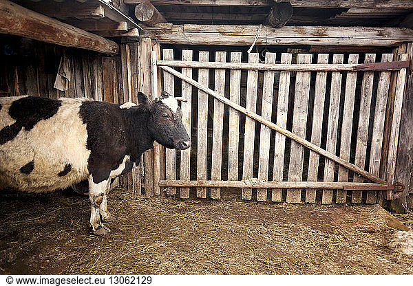 Kuh im Stall stehend