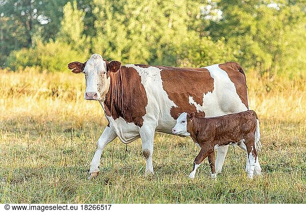 Kuh mit ihrem Kalb. Kühe auf der Weide am Morgen. Montbeliarde-Kuh im Jura. Frankreich