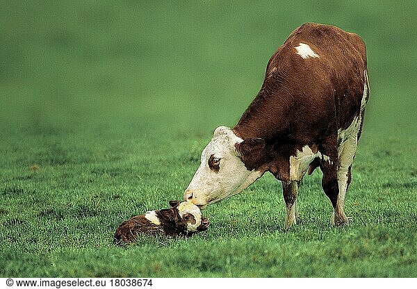 Kuh mit neugeborenem Kalb  Kühe  Kälbchen