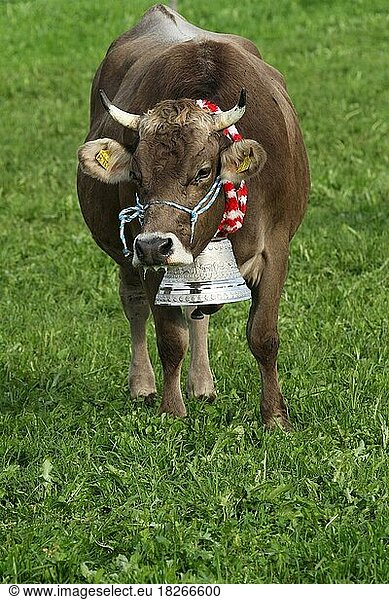 Kuh mit schwerer Schelle (Glocke) auf der Wiese  Allgäu  Bayern  Deutschland  Europa