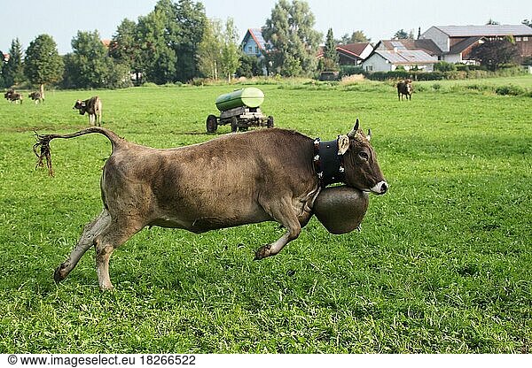 Kuh mit schwerer Schelle (Glocke) hetzt in Bocksprüngen über die Wiese  Allgäu  Bayern  Deutschland  Europa