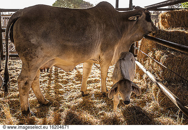 Kuh und Kalb auf einer Farm  Windhoek  Namibia  Namibia