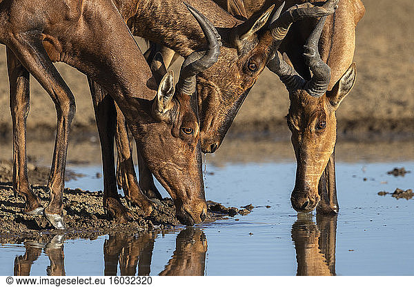 Kuhantilope (Alcelaphus buselaphus caama) Kgalagadi Transfrontier Park Südafrika Afrika