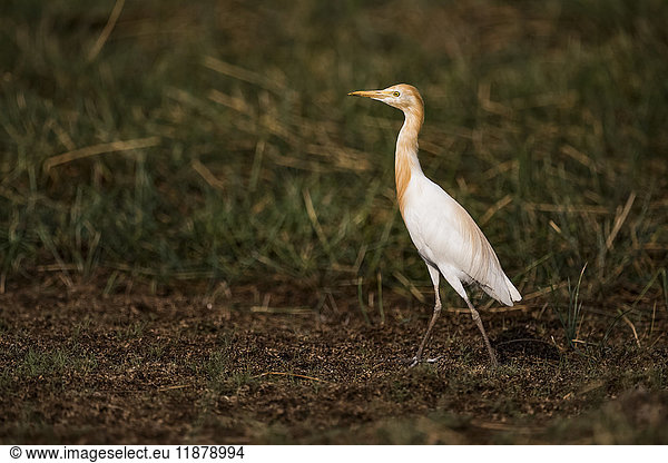 Kuhreiher (Bubulcus ibis) geht mit hoch erhobenem Kopf; Chandrapur  Maharashtra  Indien'.