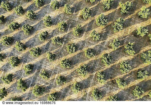 Kultivierte Olivenbäume (Olea europaea)  Luftbild  Drohnenaufnahme  Provinz Córdoba  Andalusien  Spanien  Europa