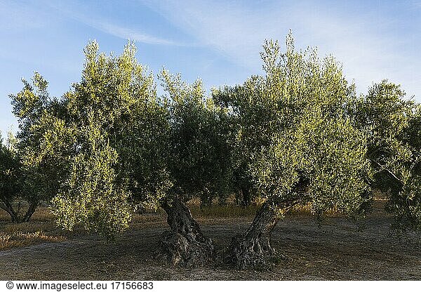 Kultivierter Olivenbaum (Olea europaea). Drohnenaufnahme. Provinz C?rdoba  Andalusien  Spanien.