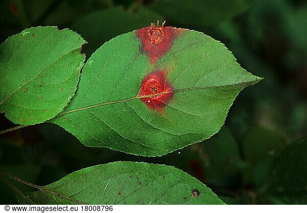 Kultivierter Zierapfel (Malus sp.) Nahaufnahme der Blätter  infiziert mit Zedern-Äpfel-Rost (Gymnosporangium juniperi-virginianae) (U.) S. A