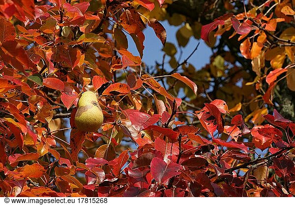 Kultur-Birne (Pyrus communis) mit reifer Frucht im Herbst am Baum in Wiesbaden  Taunus  Hessen  Deutschland  Europa