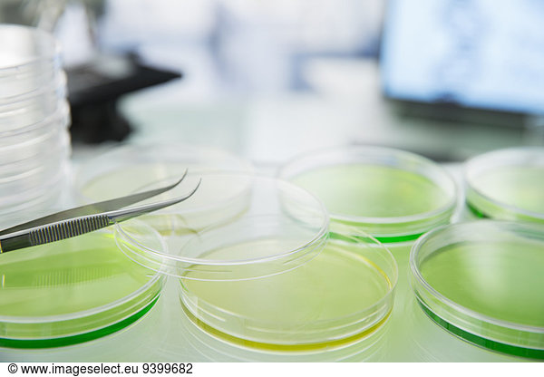 Kulturen in Petrischalen auf der Theke im Labor