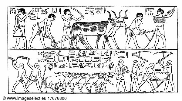 Kulturgeschichte des alten Ägypten  Feldarbeiter  Darstellung aus einem Grab des Pharao Ti  Historisch  digital restaurierte Reproduktion einer Vorlage aus dem 19. Jahrhundert  genaues Datum nicht bekannt