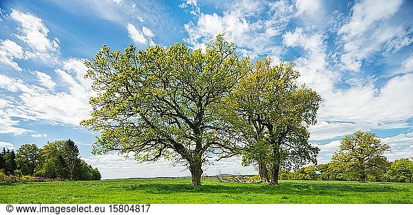 Kulturlandschaft im Frühling  Alte Eichen (Quercus) auf grüner Wiese  blauer Himmel mit Wolken  Reinhardswald  Hessen  Deutschland  Europa