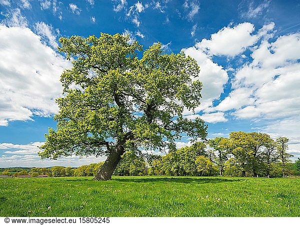 Kulturlandschaft im Frühling  Alte krumme Huteiche (Quercus) auf grüner Wiese  blauer Himmel mit Wolken  Reinhardswald  Hessen  Deutschland  Europa