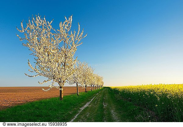 Kulturlandschaft im Frühling  blühendes Rapsfeld  gepfügter Acker  Feldweg gesäumt von blühenden Kirschbäumen  blauer Himmel  Abendlicht  bei Naumburg  Burgenlandkreis  Sachsen-Anhalt  Deutschland  Europa