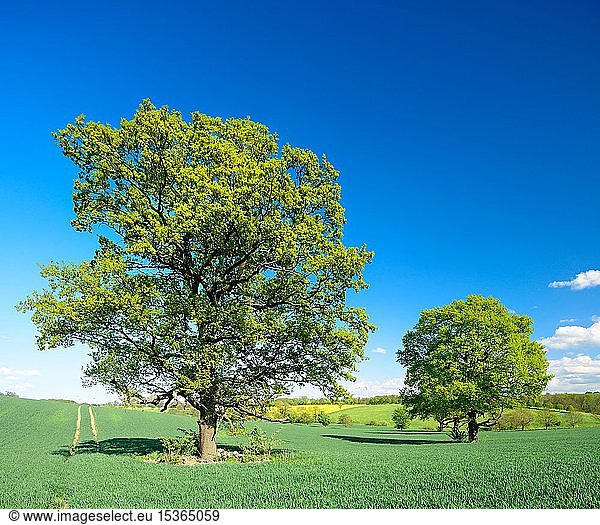 Kulturlandschaft im Frühling  große Eichen (Quercus) zwischen Getreidefeldern im Sommer  blauer Himmel  Burgenlandkreis  Sachsen-Anhalt  Deutschland  Europa