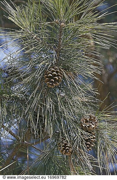 Kurzblättrige Kiefer (Pinus echinata). Wird auch Shortleaf-Gelbkiefer,  Südliche Gelbkiefer,  Gelbkiefer,  Kurzstrohkiefer,  Arkansaskiefer,  Lontag-Kiefer und Fichtenkiefer genannt.